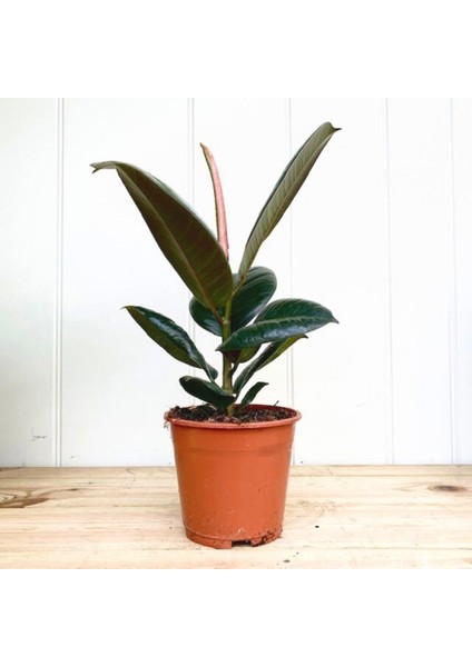 Kauçuk – Ficus Elastica 40- 60 cm