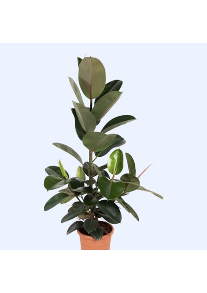 Kauçuk – Ficus Elastica 40- 60 cm