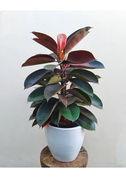 Kauçuk – Ficus Elastica 40- 60 cm