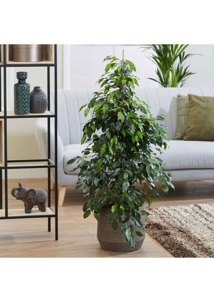 Benjamin - Ficus Benjamina 60-80 cm