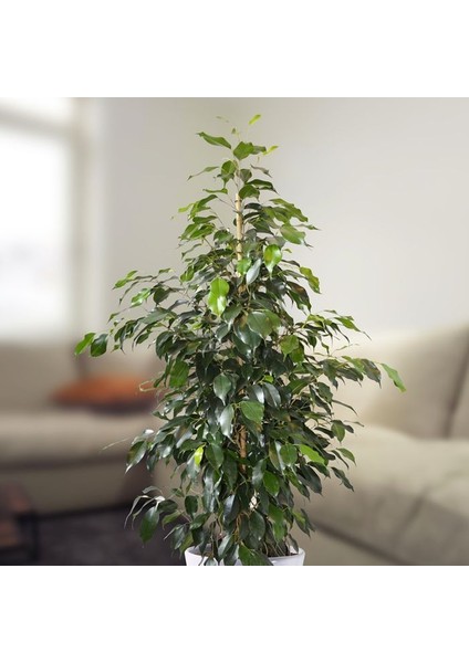 Benjamin - Ficus Benjamina 60-80 cm