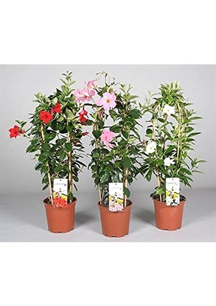 Mandevilla Sarmaşığı 3'lü Set 80-100 cm