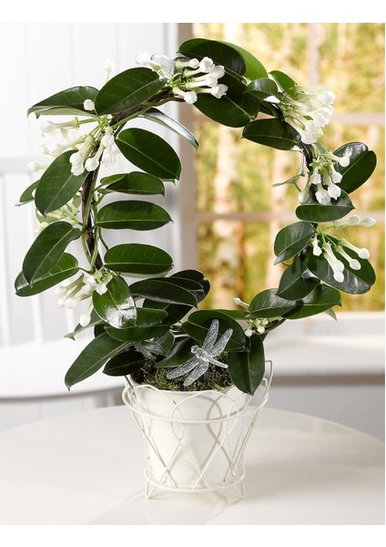 Madagaskar Yasemini – Stephanotis Floribunda