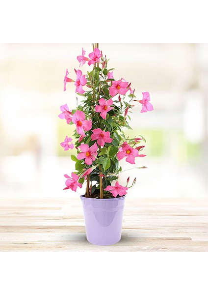 Mandevilla Sarmaşığı - Pembe 80-100 cm