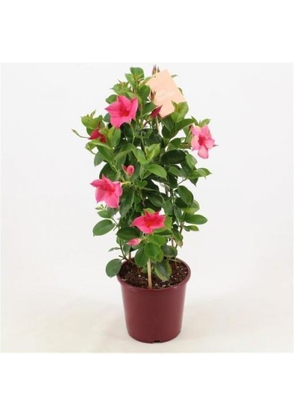 Mandevilla Sarmaşığı - Pembe 80-100 cm