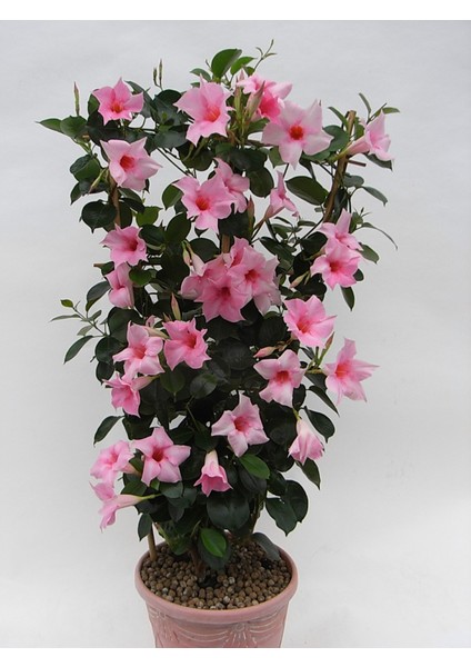 Mandevilla Sarmaşığı - Pembe 80-100 cm