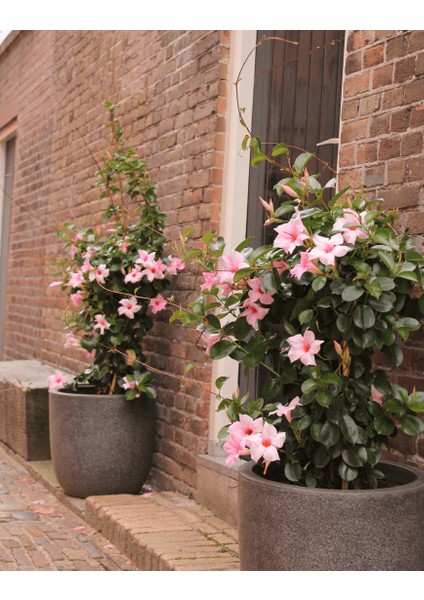 Mandevilla Sarmaşığı - Pembe 80-100 cm