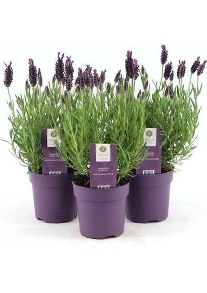 Lavanta – Lavandula Angustifolia