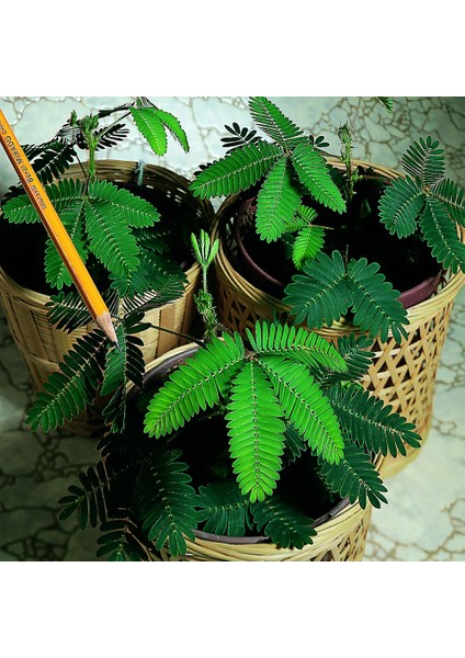 Küstüm Çiçeği(Mimosa Pudica)