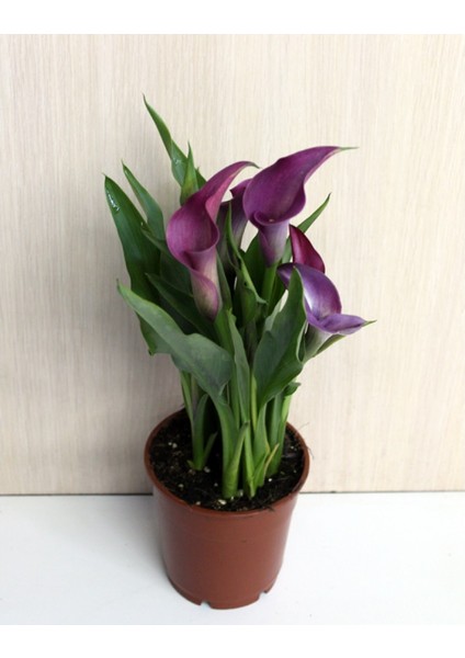 Gala –gelin Çiçeği (Calla Lily) -Mor