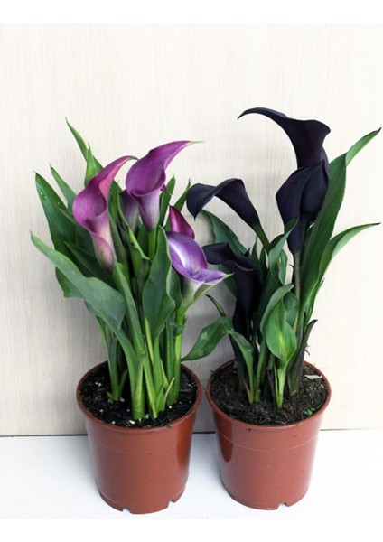 Gala –gelin Çiçeği (Calla Lily) -Mor