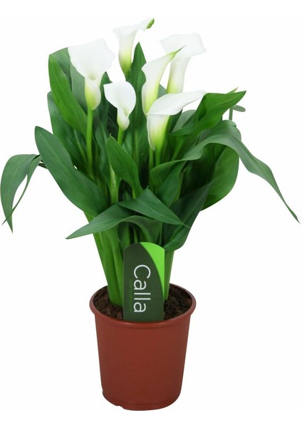 Gala –gelin Çiçeği (Calla Lily) - Beyaz