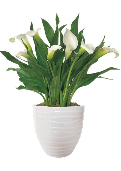 Gala –gelin Çiçeği (Calla Lily) - Beyaz