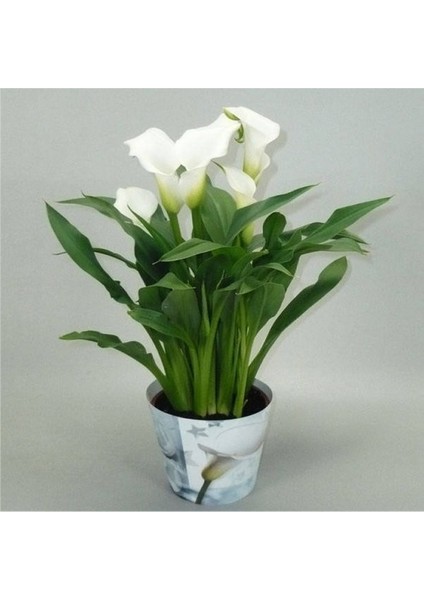 Gala –gelin Çiçeği (Calla Lily) - Beyaz