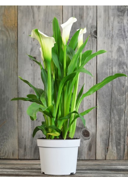 Gala –gelin Çiçeği (Calla Lily) - Beyaz