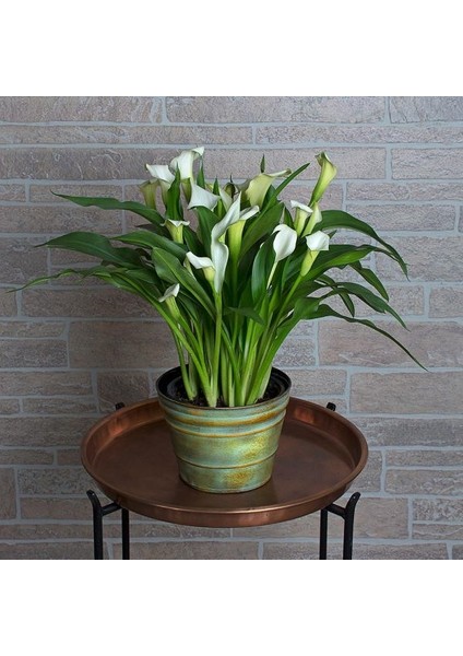 Gala –gelin Çiçeği (Calla Lily) - Beyaz