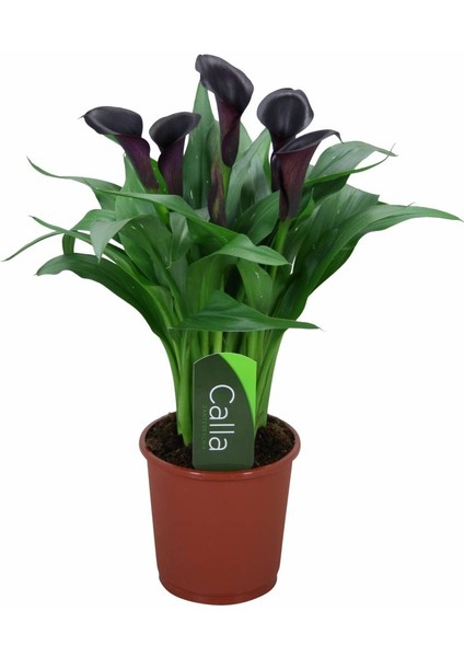 Gala –gelin Çiçeği (Calla Lily) - Bordo