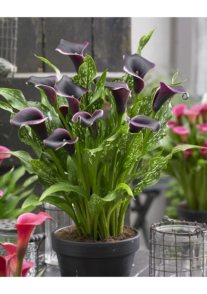 Gala –gelin Çiçeği (Calla Lily) - Bordo