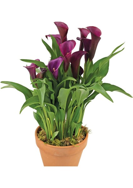 Gala –gelin Çiçeği (Calla Lily) - Bordo