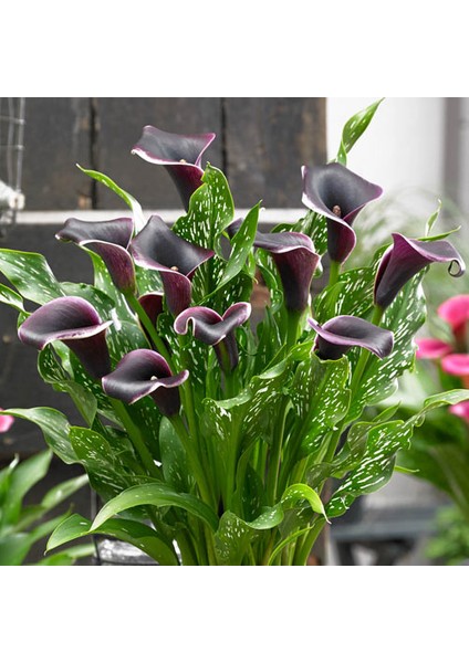 Gala –gelin Çiçeği (Calla Lily) - Bordo