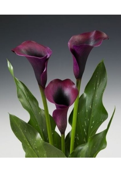 Gala –gelin Çiçeği (Calla Lily) - Bordo