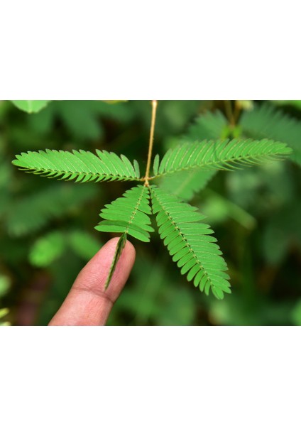 Küstüm Çiçeği(Mimosa Pudica)