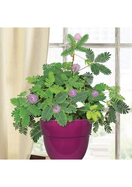 Küstüm Çiçeği(Mimosa Pudica)