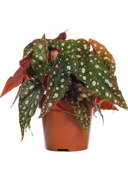 Çilli Begonya – Begonia Maculata