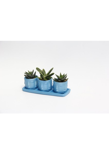 Trio Mavi Adler Sukulent Seti - Haworthia Pumila, Gasteria