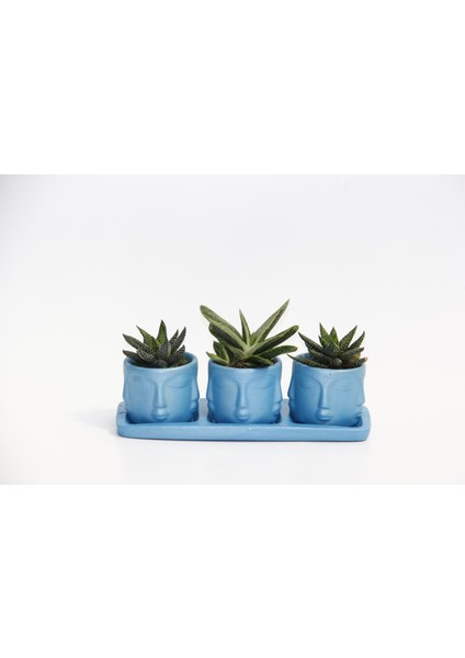 Trio Mavi Adler Sukulent Seti - Haworthia Pumila, Gasteria