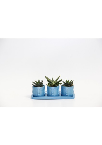 Trio Mavi Adler Sukulent Seti - Haworthia Pumila, Gasteria