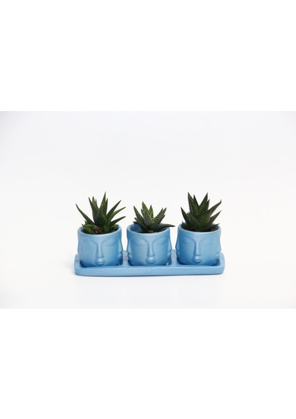 Trio Mavi Adler Sukulent Seti - 3 Çeşit Haworthia