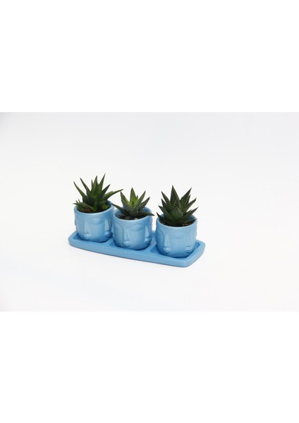 Trio Mavi Adler Sukulent Seti - 3 Çeşit Haworthia
