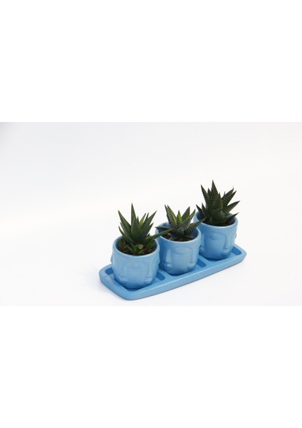 Trio Mavi Adler Sukulent Seti - 3 Çeşit Haworthia