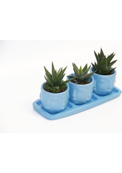 Trio Mavi Adler Sukulent Seti - 3 Çeşit Haworthia