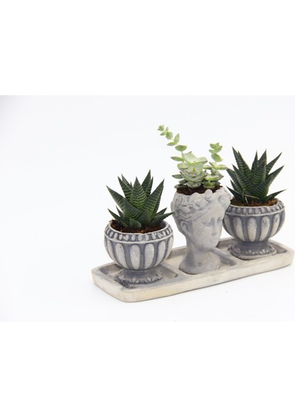 Trio Helen Gri Sukulent Seti - Haworthia Limifolia, Echeveria