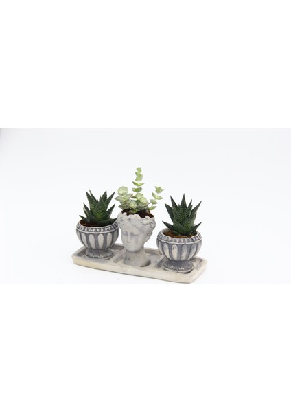 Trio Helen Gri Sukulent Seti - Haworthia Limifolia, Echeveria