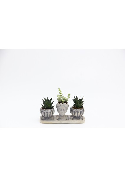 Trio Helen Gri Sukulent Seti - Haworthia Limifolia, Echeveria