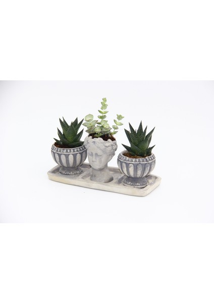 Trio Helen Gri Sukulent Seti - Haworthia Limifolia, Echeveria