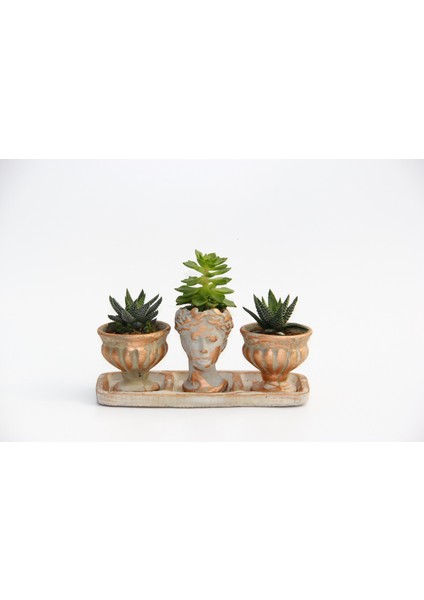 Trio Helen Orange Sukulent Seti - Haworthia Pumila, Echeveria