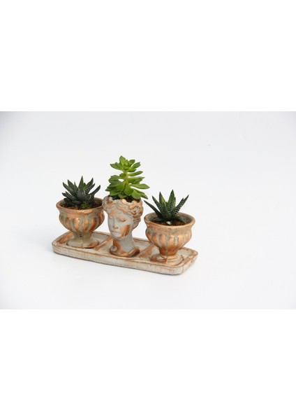 Trio Helen Orange Sukulent Seti - Haworthia Pumila, Echeveria