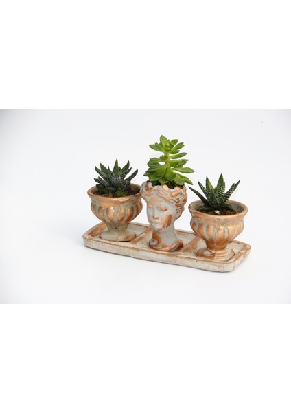 Trio Helen Orange Sukulent Seti - Haworthia Pumila, Echeveria