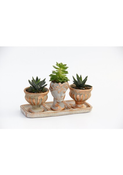 Trio Helen Orange Sukulent Seti - Haworthia Pumila, Echeveria