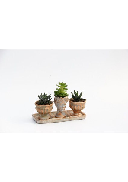 Trio Helen Orange Sukulent Seti - Haworthia Pumila, Echeveria
