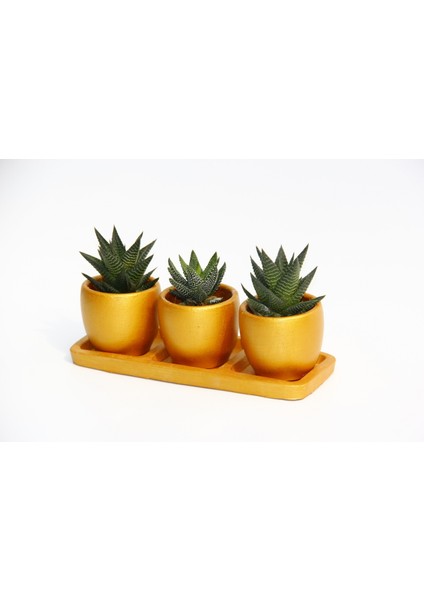 Trio Orange Hediyelik Sukulent Seti - Haworthia Limifolia - Pumil