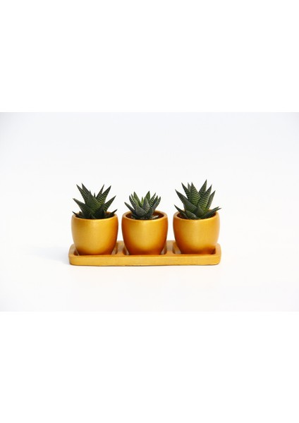 Trio Orange Hediyelik Sukulent Seti - Haworthia, Gasteria