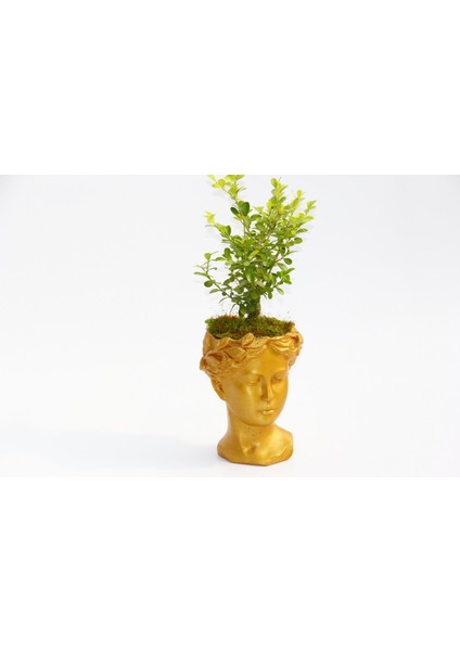 Bonsai Helen Buxus - Hediyelik Turuncu Renk