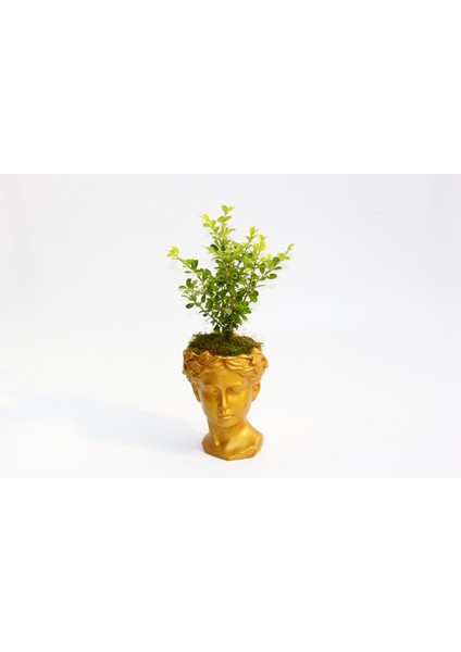 Bonsai Helen Buxus - Hediyelik Turuncu Renk