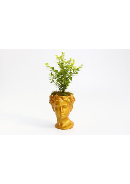 Bonsai Helen Buxus - Hediyelik Turuncu Renk