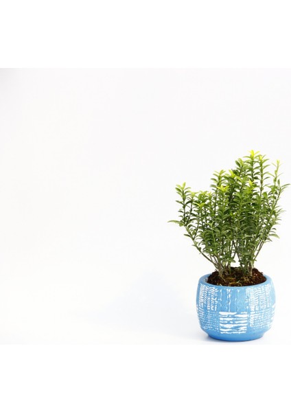 Bonsai Euonymus Microphyllus - Hediyelik Arkaik Saksıda Mavi
